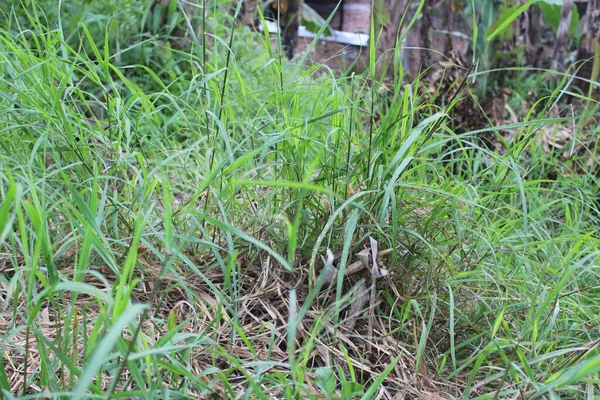 stock image view of green lush grass