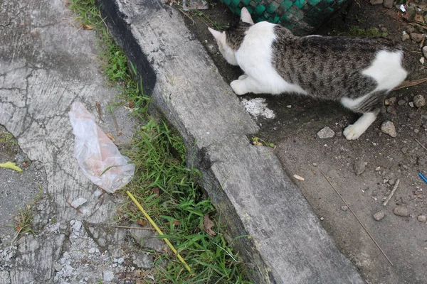 Kucing Mencari Makanan Sisi Jalan — Stok Foto