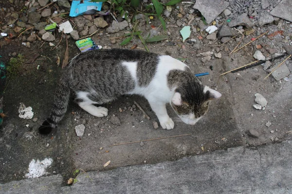 Kočka Hledá Jídlo Kraji Silnice — Stock fotografie