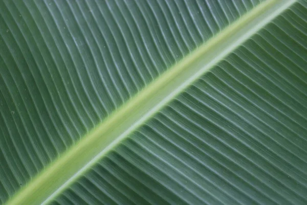 Hoja Plátano Verde Textura Foto —  Fotos de Stock