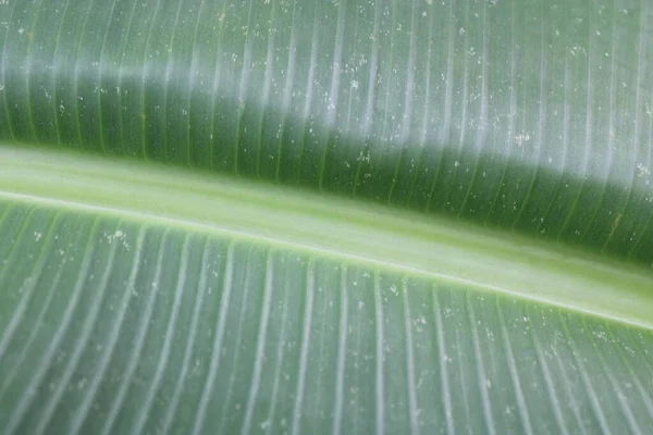 Zöld Banán Levél Textúra Fotó — Stock Fotó