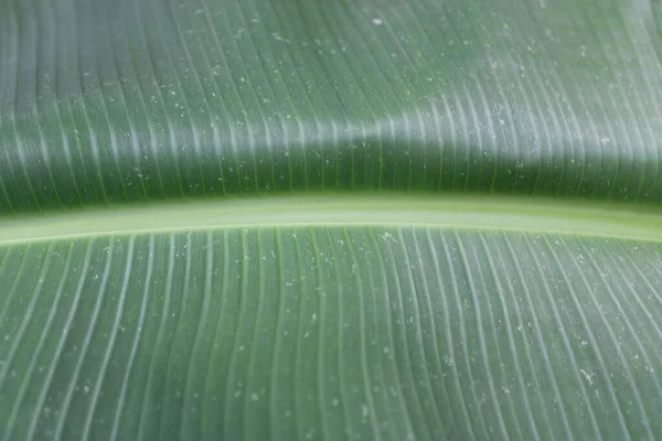 Hoja Plátano Verde Textura Foto —  Fotos de Stock