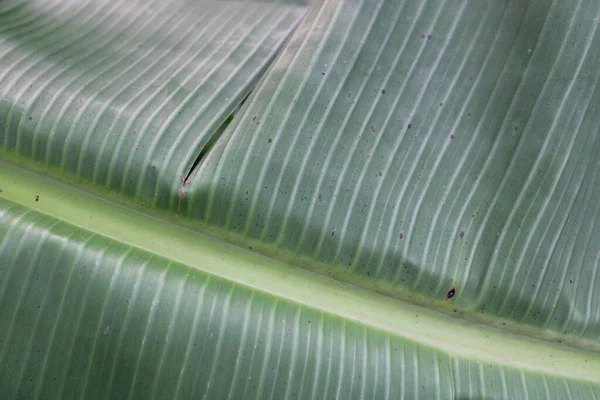 Зеленый Банановый Лист Текстуры Фото — стоковое фото