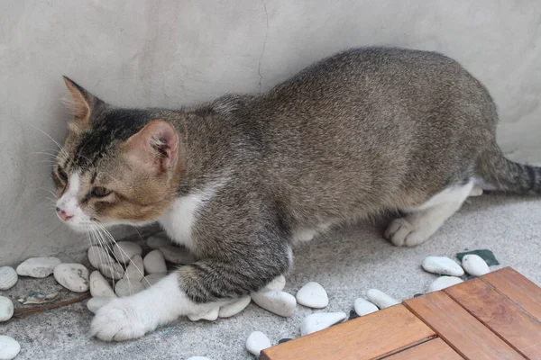 Kucing Bersembunyi Tepi Dinding — Stok Foto