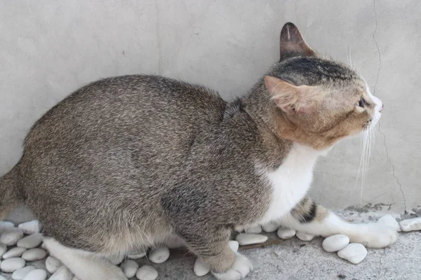 Kočka Skrývající Okraji Zdi — Stock fotografie