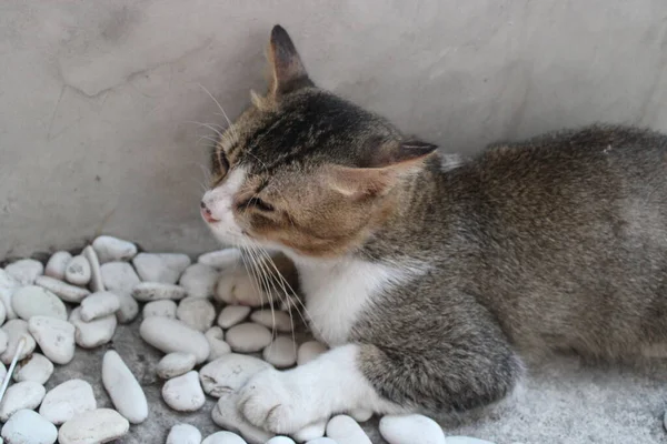 Kucing Bersembunyi Tepi Dinding — Stok Foto