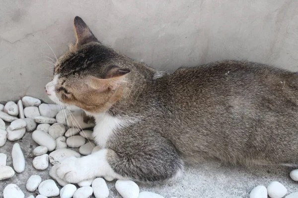 Kucing Bersembunyi Tepi Dinding — Stok Foto