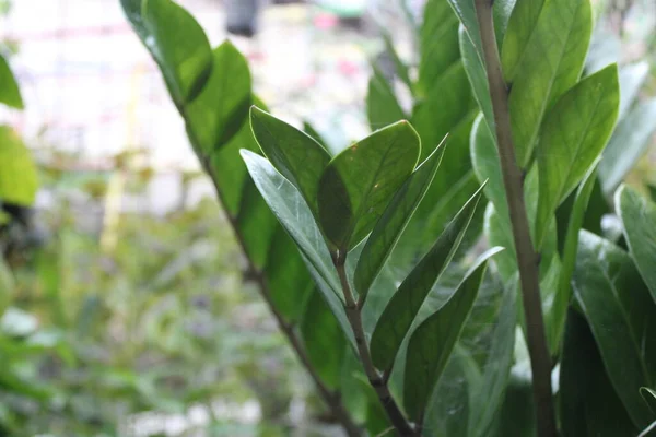 stock image photo of green leaves in children's garden kids