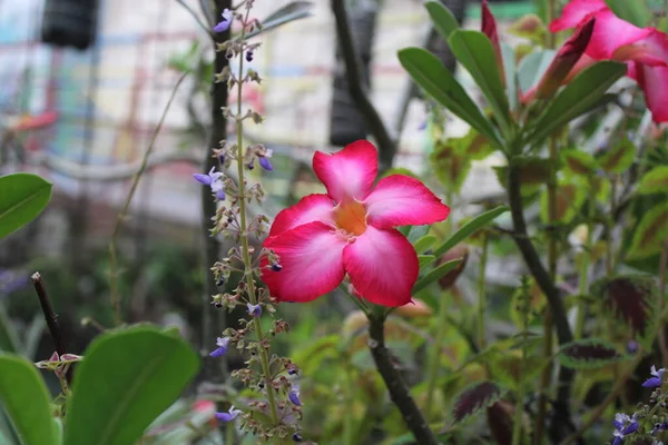 Ροζ Λουλούδια Ανθίζουν Στον Κήπο — Φωτογραφία Αρχείου
