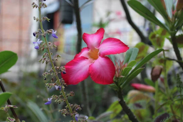 Flores Rosa Florescer Jardim — Fotografia de Stock