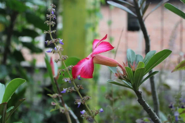 Рожеві Квіти Цвітуть Саду — стокове фото