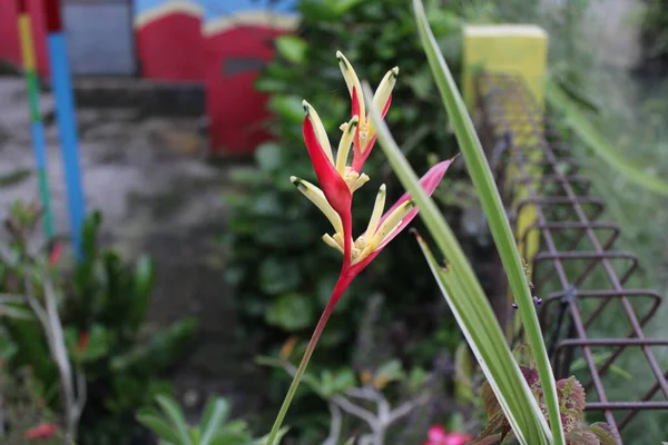 Bahçede Açan Kırmızı Sarı Çiçekler — Stok fotoğraf