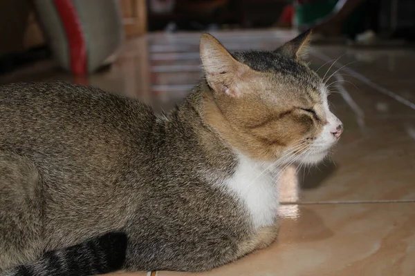 Yerde Dinlenen Bir Kedinin Fotoğrafı — Stok fotoğraf