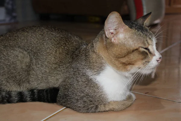 Photo Cat Relaxing Floor — Stock Photo, Image