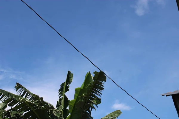 Photo of banana tree leaves against blue sky