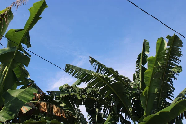 Fotografie Frunze Arbore Banane Cerul Albastru — Fotografie, imagine de stoc