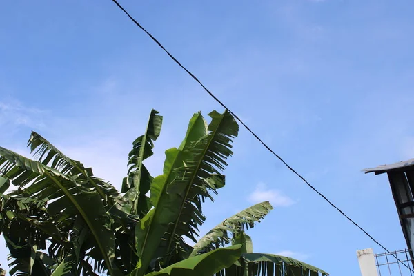 Photo of banana tree leaves against blue sky