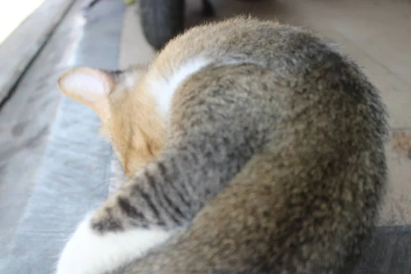 リラックスした猫の眠りの写真 — ストック写真
