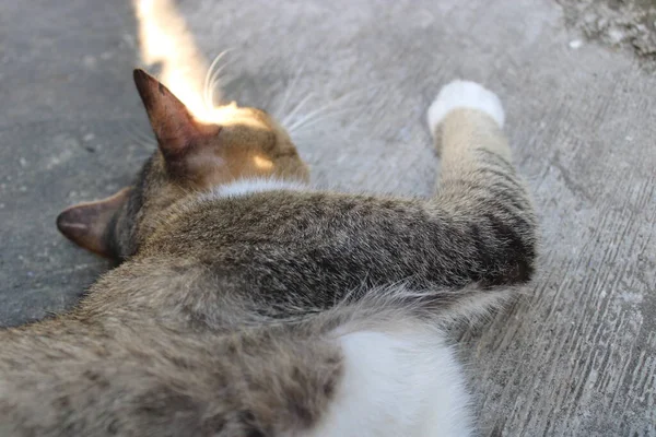Foto Kucing Tidur Santai — Stok Foto