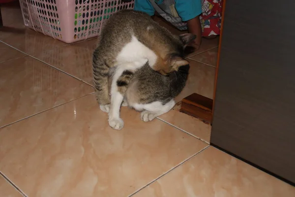 Фото Кошки Сидящей Полу — стоковое фото
