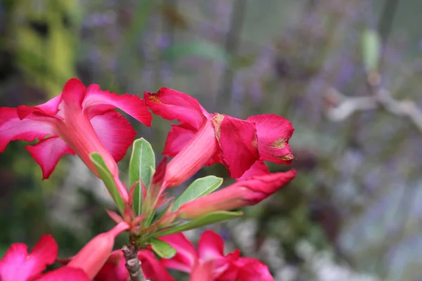 Bahçedeki Kızaran Kırmızı Çiçeklerin Fotoğrafı — Stok fotoğraf