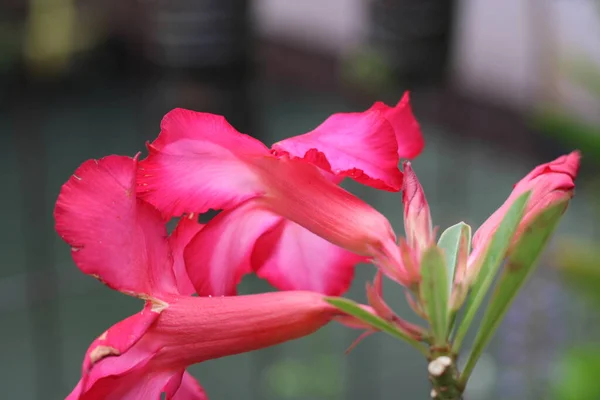 Photo Rougissant Fleurs Rouges Dans Jardin — Photo