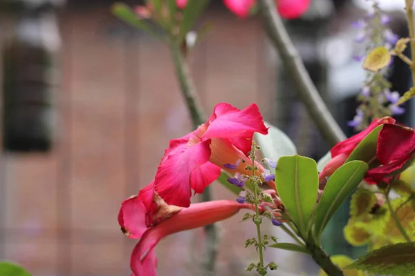 Photo Rougissant Fleurs Rouges Dans Jardin — Photo