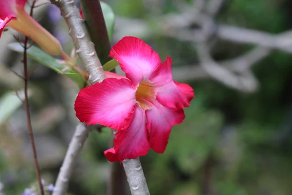 Φωτογραφία Από Κοκκίνισμα Κόκκινα Λουλούδια Στον Κήπο — Φωτογραφία Αρχείου