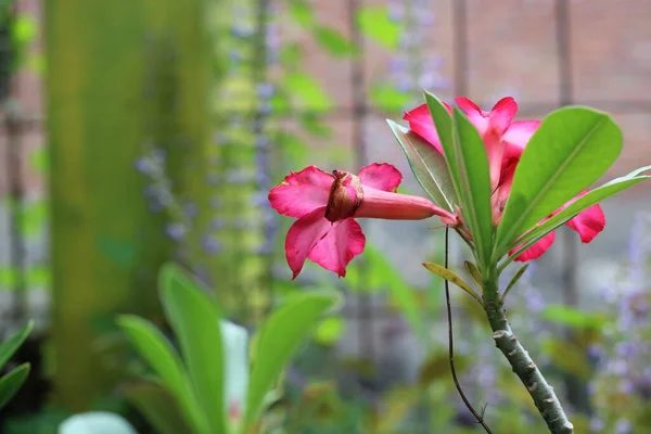 Φωτογραφία Από Κοκκίνισμα Κόκκινα Λουλούδια Στον Κήπο — Φωτογραφία Αρχείου