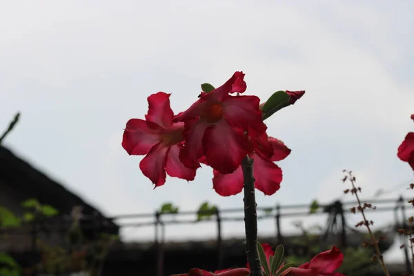 Bahçedeki Kızaran Kırmızı Çiçeklerin Fotoğrafı — Stok fotoğraf