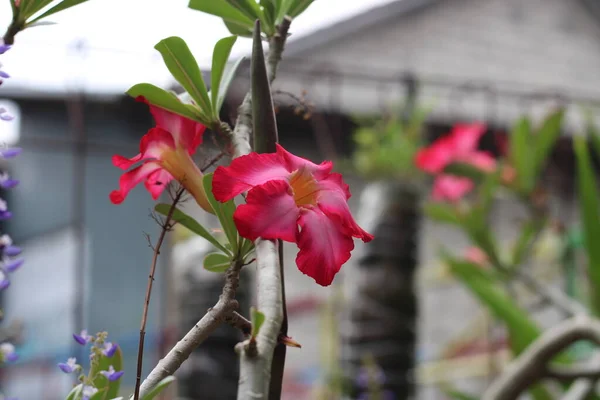 Photo Blushing Red Flowers Garden — стокове фото