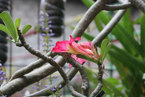 Foto Corar Flores Vermelhas Jardim — Fotografia de Stock