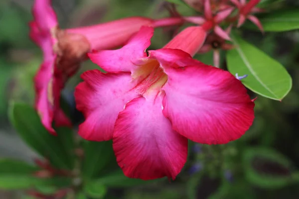 Photo Blushing Red Flowers Garden — стокове фото