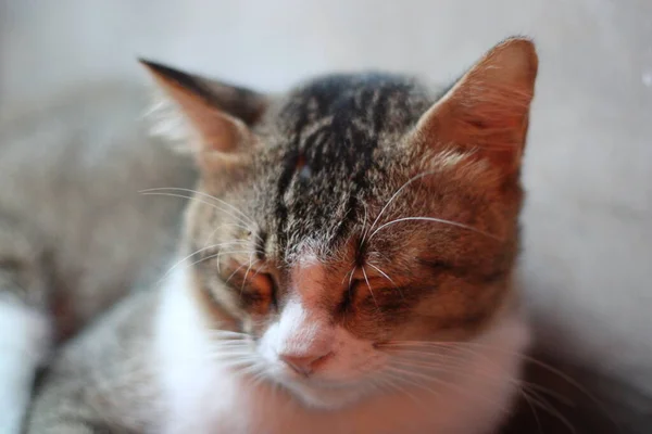 Pose Dari Kucing Duduk Santai — Stok Foto