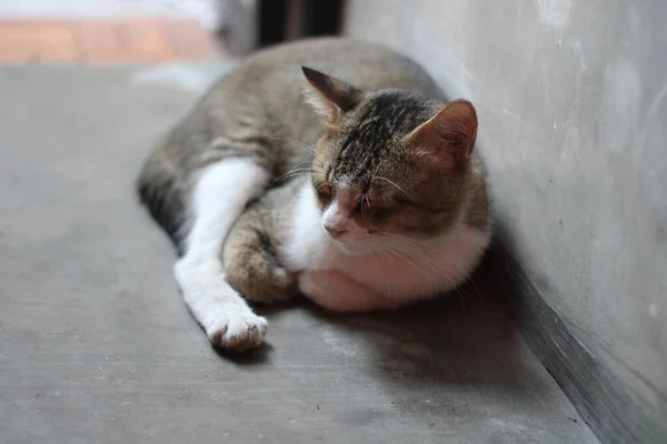 リラックスした猫のポーズ — ストック写真