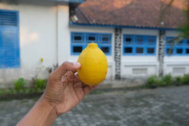 Sarı taze limon turuncu fotoğraf