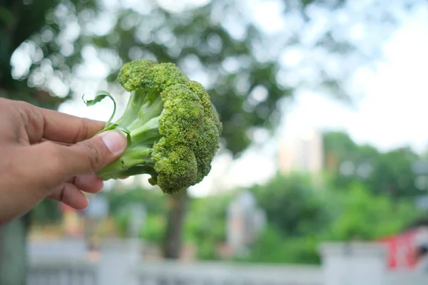 Foto Von Frischem Brokkoli Gemüse Mit Isoliertem Hintergrund — Stockfoto