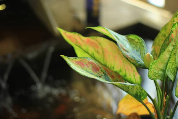 鍋の上にある小さな緑の葉の写真 — ストック写真
