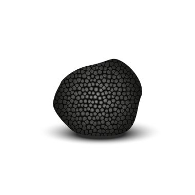 Black truffle isolated on white background, one realistic mushroom with shadow 3d vector illustration.