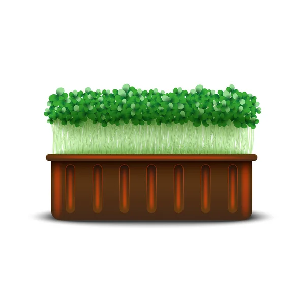 Semis Microgreens Dans Récipient Plastique Brun Isolé Sur Fond Blanc — Image vectorielle