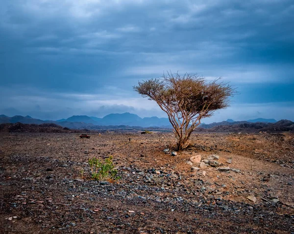 Desert Tree Overcast Day Uae — Stock Photo, Image