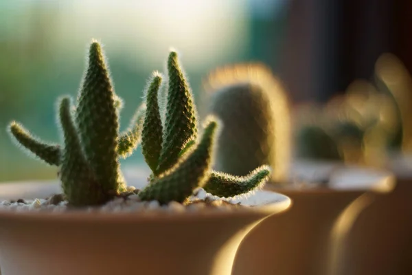 Hermosa Planta Cactus Como Fondo —  Fotos de Stock