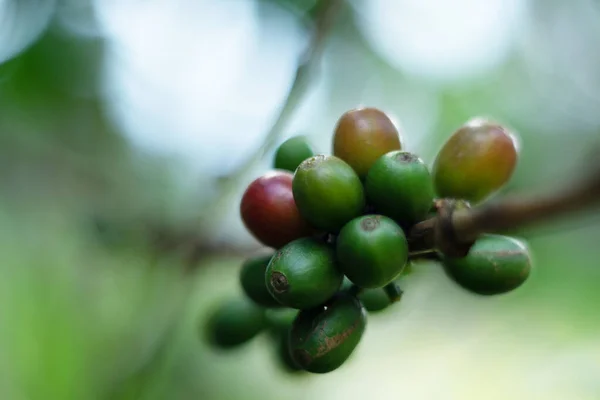 Coffee Seed Tree Nature — Stock Photo, Image