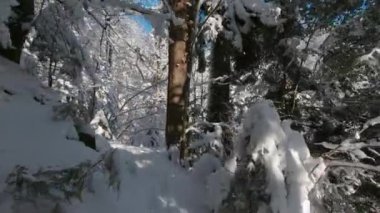 Güneşli bir günde, kış ormanlarında yürüyüş yapmak. POV