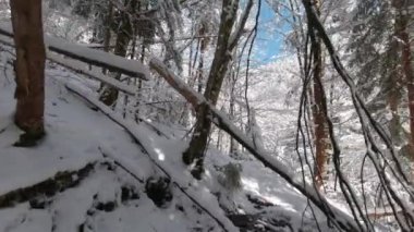 Güneşli bir günde, kış ormanlarında yürüyüş yapmak. POV