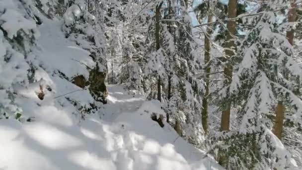 Widok Pierwszej Osoby Wędrówkę Leśną Zimowym Lesie Słoneczny Dzień — Wideo stockowe