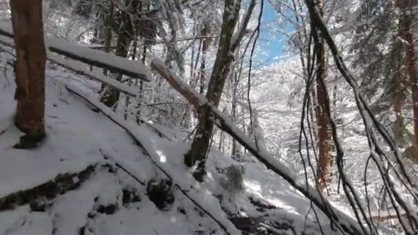 Wędrówki Leśnym Szlaku Zimowym Lesie Słoneczny Dzień Pov — Wideo stockowe
