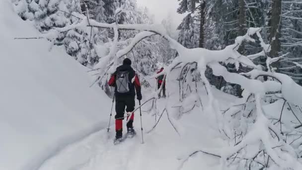 Dwóch Mężczyzn Śnieżnych Butach Spaceruje Szlakiem Śnieżnym Lesie — Wideo stockowe