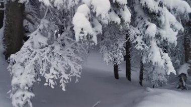 Karlı bir kış ormanı Bulutlu bir günde