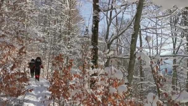 Dois Homens Sapatos Neve Caminham Longo Uma Trilha Uma Floresta — Vídeo de Stock